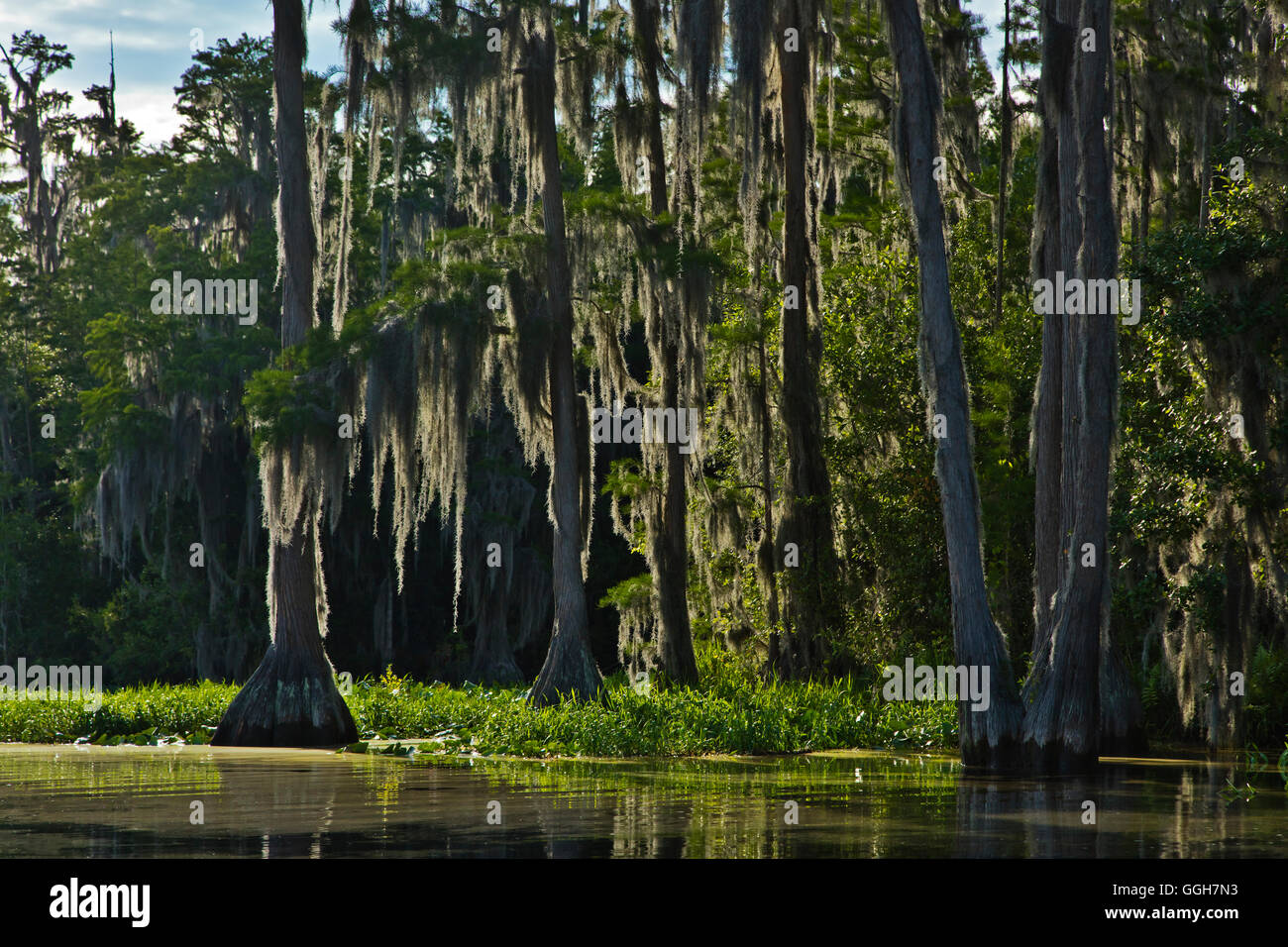 Cipresso calvo alberi in Okefenokee Swamp National Wildlife Refuge lungo il fiume SUWANNEE - Florida Foto Stock
