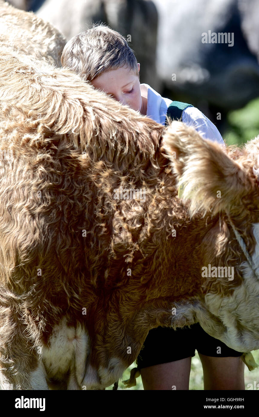 Ragazzo che indossa gli abiti tradizionali snuggling un allevamento bovino, Viehscheid, Allgau, Baviera, Germania Foto Stock