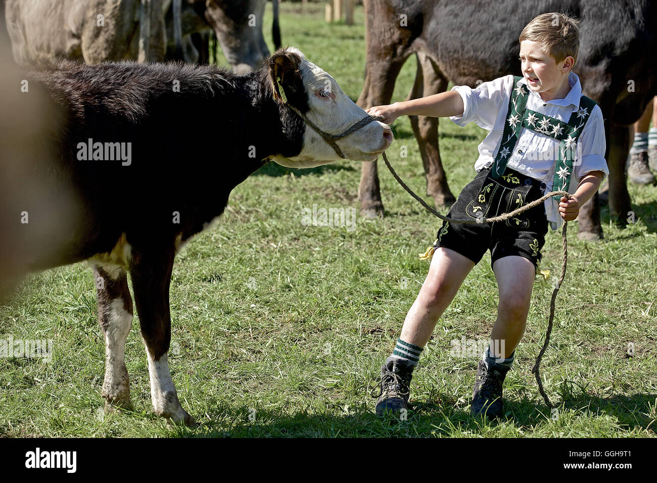 Ragazzo che indossa gli abiti tradizionali tirando la corda di un allevamento bovino, Allgau, Baviera, Germania Foto Stock