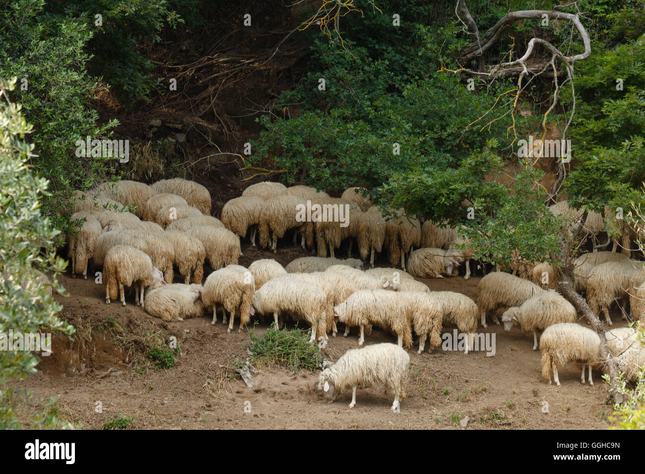 Gregge di pecore, nei pressi di Orvieto, provincia di Terni, Umbria, Italia, Europa Foto Stock