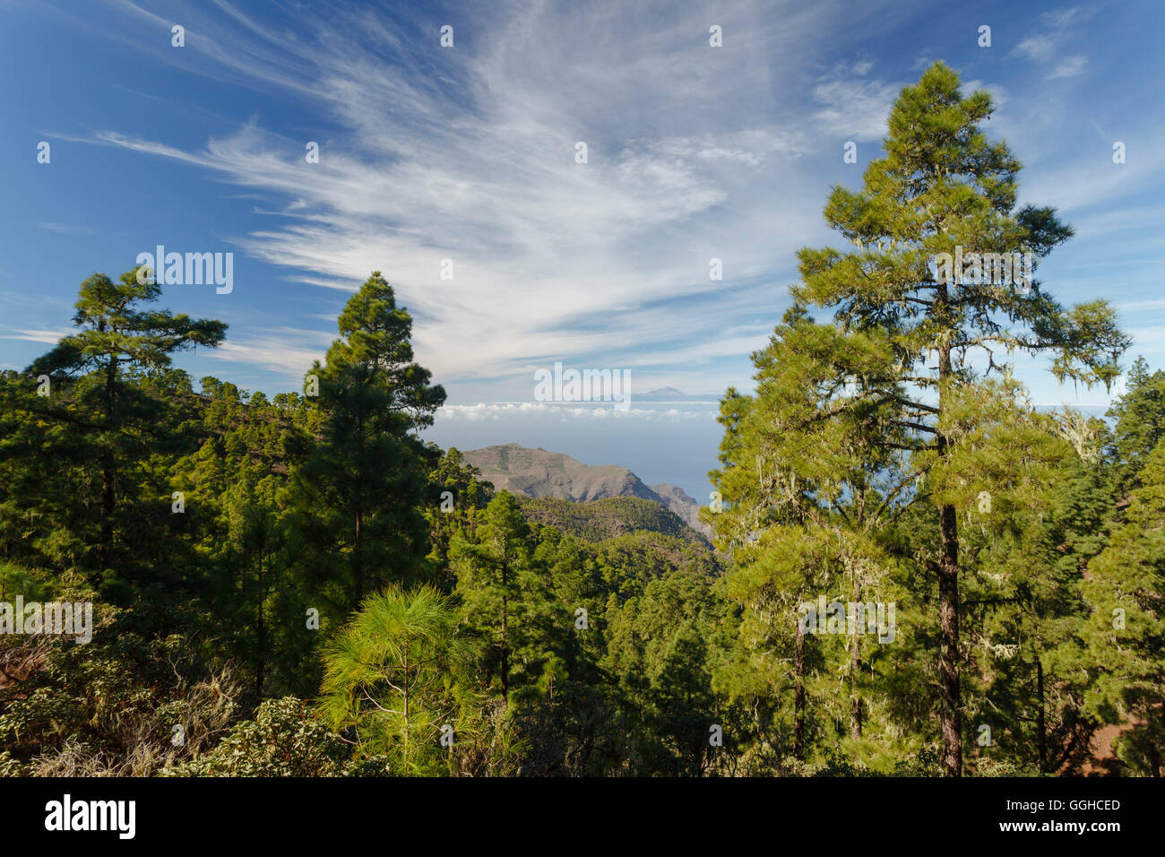 Vista da Tamadaba pineta al vulcano Teide, canaria di alberi di pino, montagne, spiaggia di El Risco, Riserva Naturale, Parque Nat Foto Stock