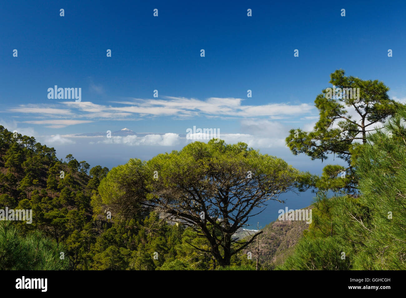 Vista da Tamadaba pineta al vulcano Teide con neve, canaria di alberi di pino, montagne, riserva naturale, Parque Natural de T Foto Stock