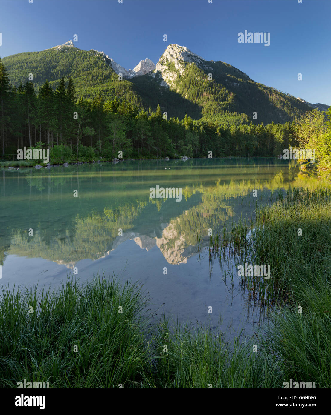 Mattina presso il lago Hintersee, Hochalter, Berchtesgaden Natinal Park, Berchtesgadener Land di Baviera, Germania Foto Stock