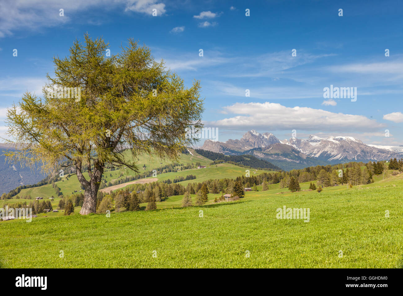 Geografia / viaggi, Italia, Alto Adige, grande, larice antico sull'Alpe di alpeggio, Additional-Rights-Clearance-Info-Not-Available Foto Stock