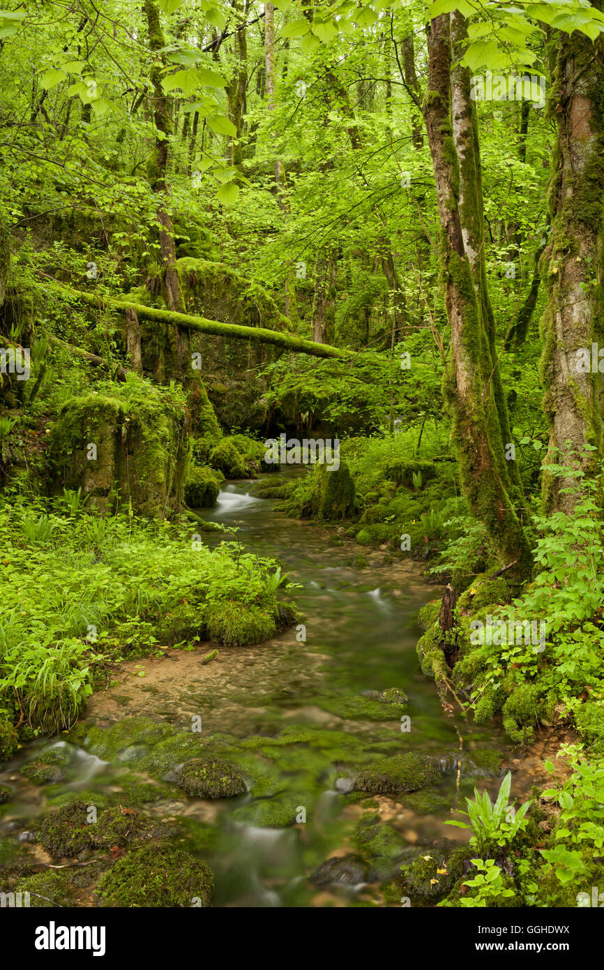 Verde bosco nei pressi di Arbois, Giura, Francia Foto Stock