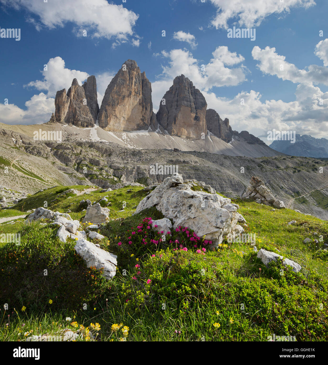 Tre Cime di Lavaredo, Drei Zinnen, Alpenrose, Alto Adige, Dolomiti, Italia Foto Stock