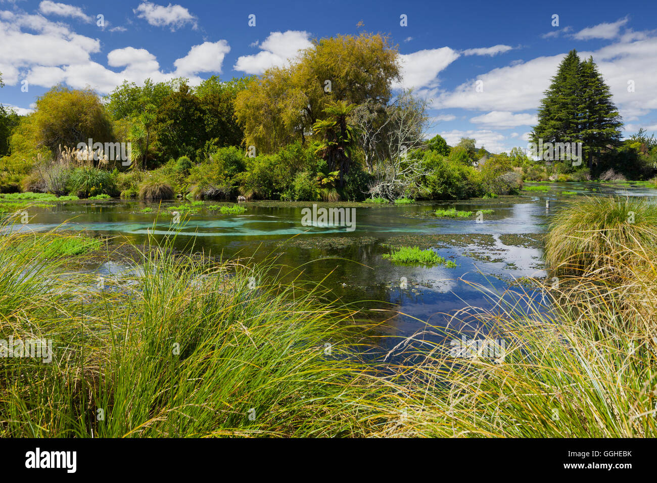 L'Hamurana Springs, Rotorua, Baia di Planty, Isola del nord, Nuova Zelanda Foto Stock