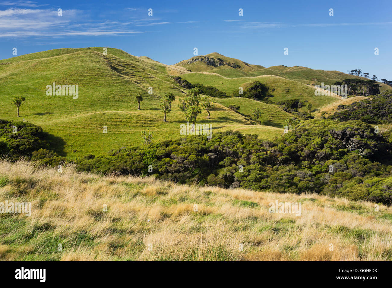 Wharariki, Tasmania, Isola del Sud, Nuova Zelanda Foto Stock