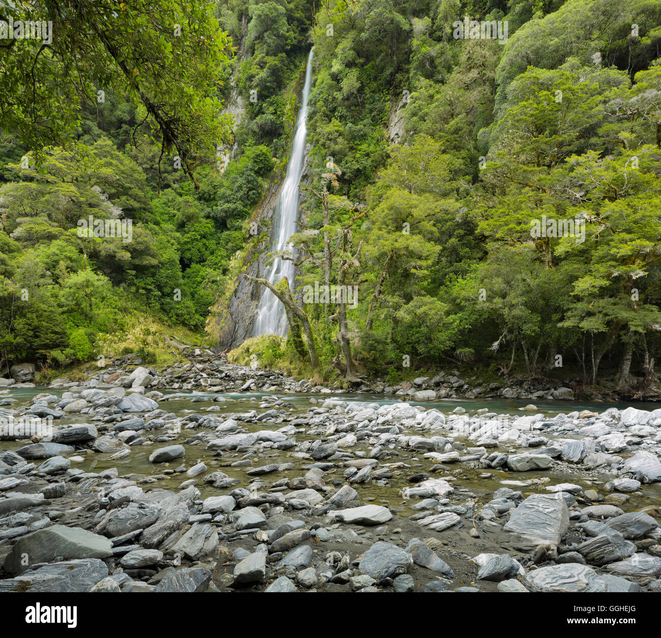 Thunder Creek Falls, montare gli aspiranti National Park, Hasst Pass, West Coast, Isola del Sud, Nuova Zelanda Foto Stock