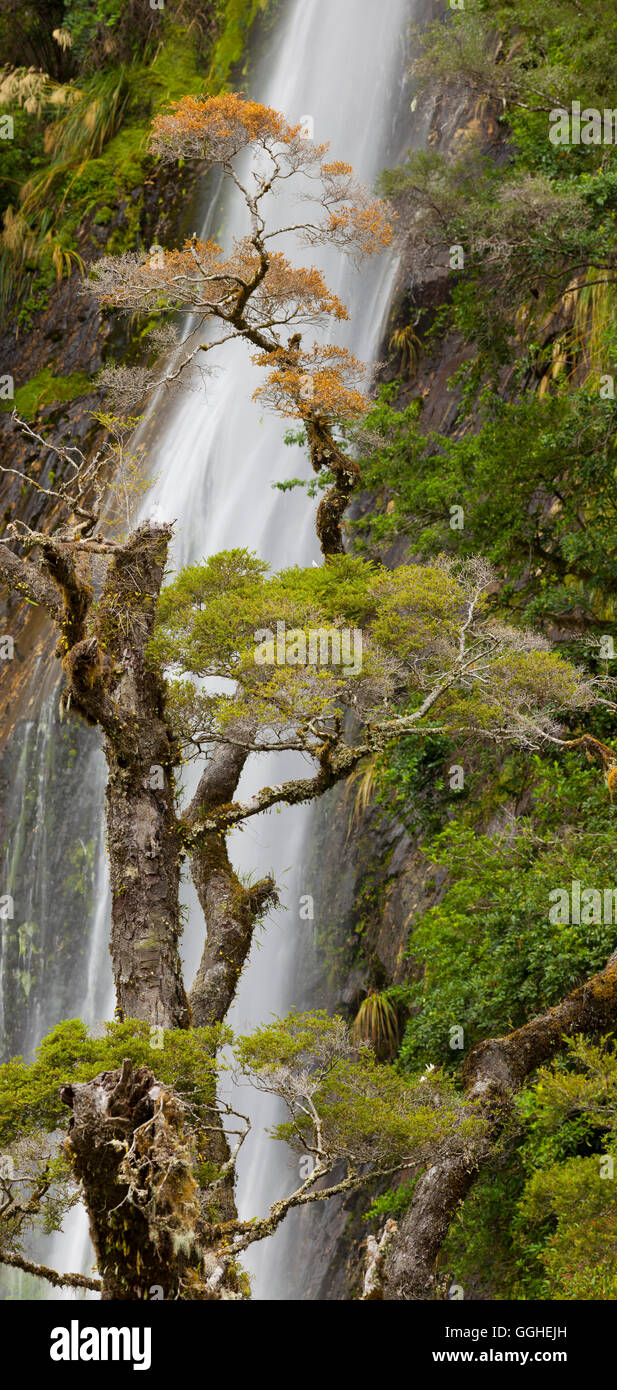 Thunder Creek Falls, montare gli aspiranti National Park, Hasst Pass, West Coast, Isola del Sud, Nuova Zelanda Foto Stock