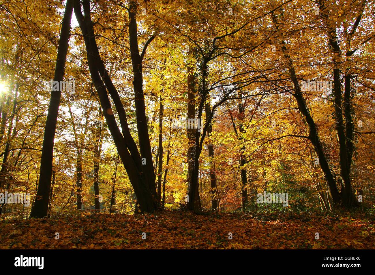 Paesaggio autunnale, Autunno Park, i colori autunnali / Knoops Park, Parklandschaft im Herbst, Herbstfärbung, Parco Foto Stock