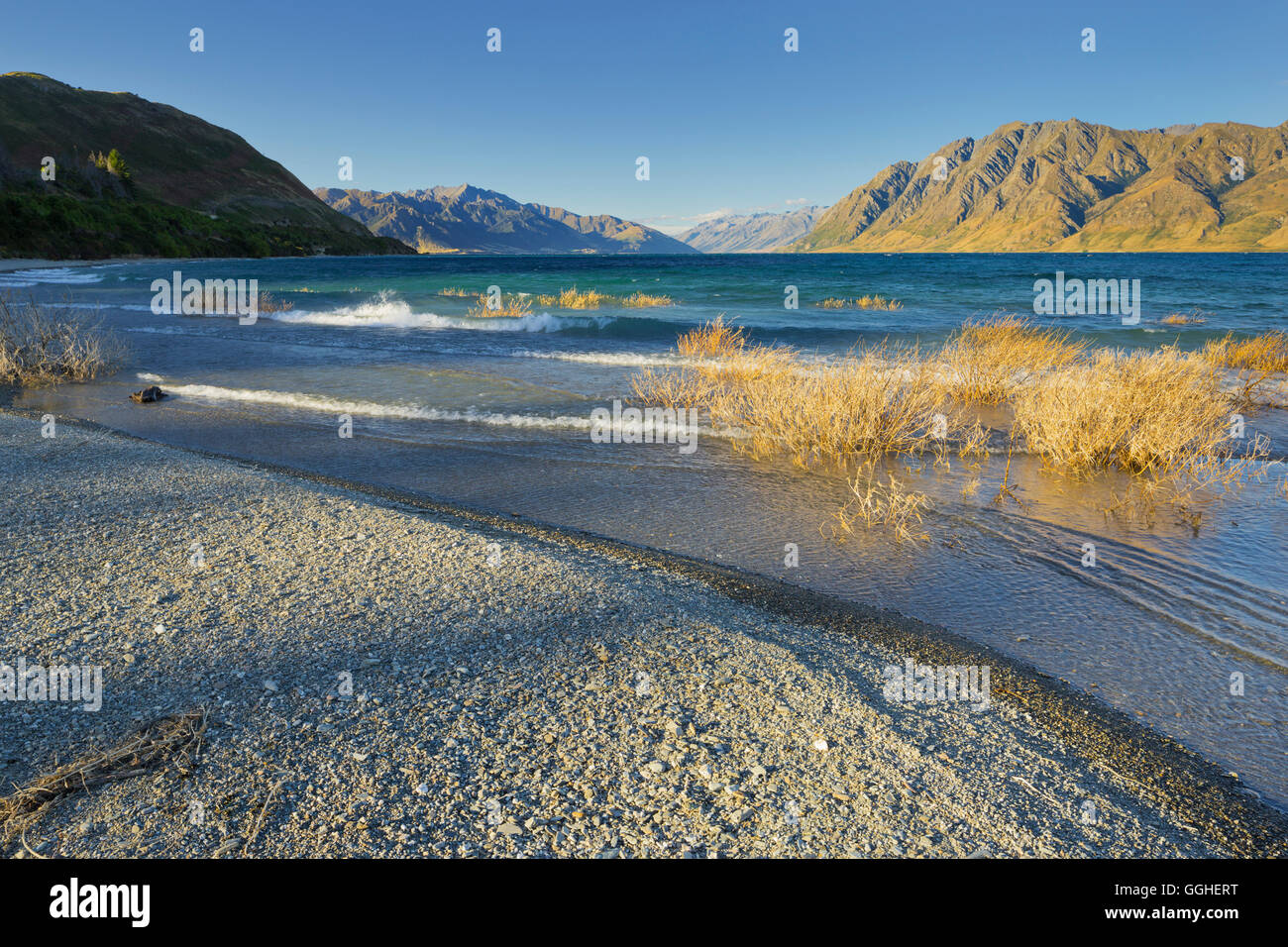 Shore con boccole a lago Hawea, Otago, Isola del Sud, Nuova Zelanda Foto Stock