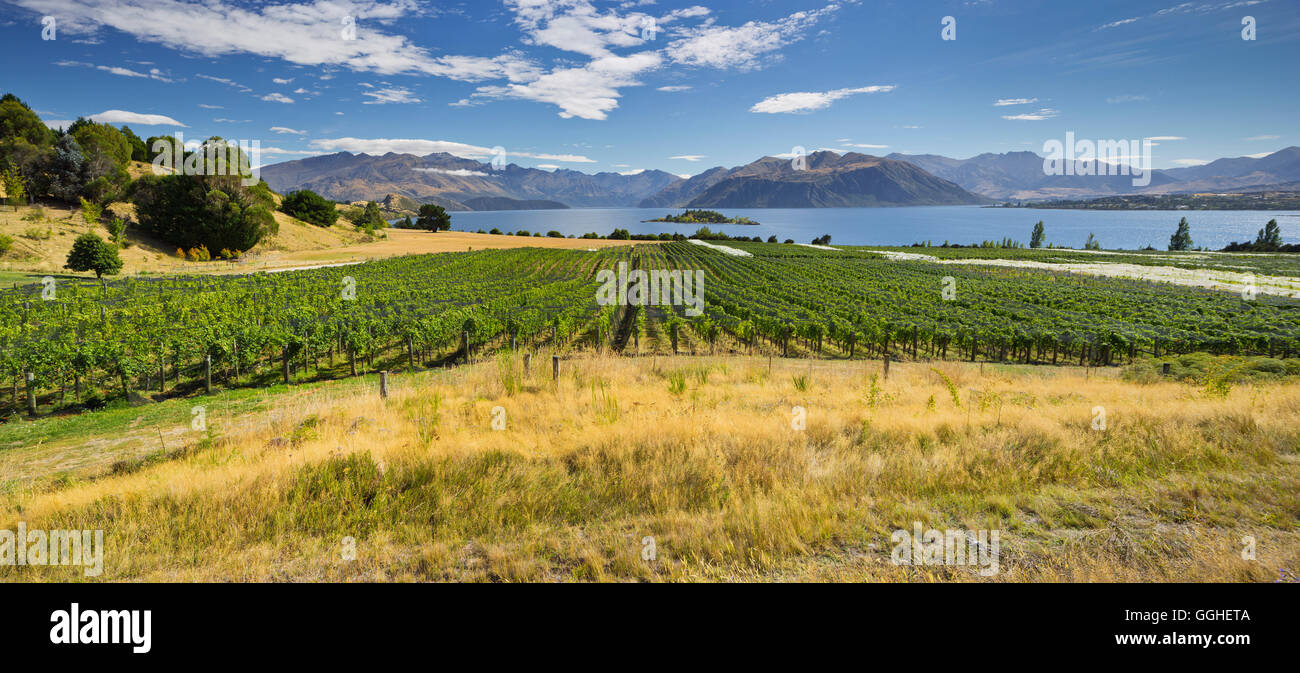 Rippon vigneti, Ruby Island, il lago Wanaka, Otago, Isola del Sud, Nuova Zelanda Foto Stock