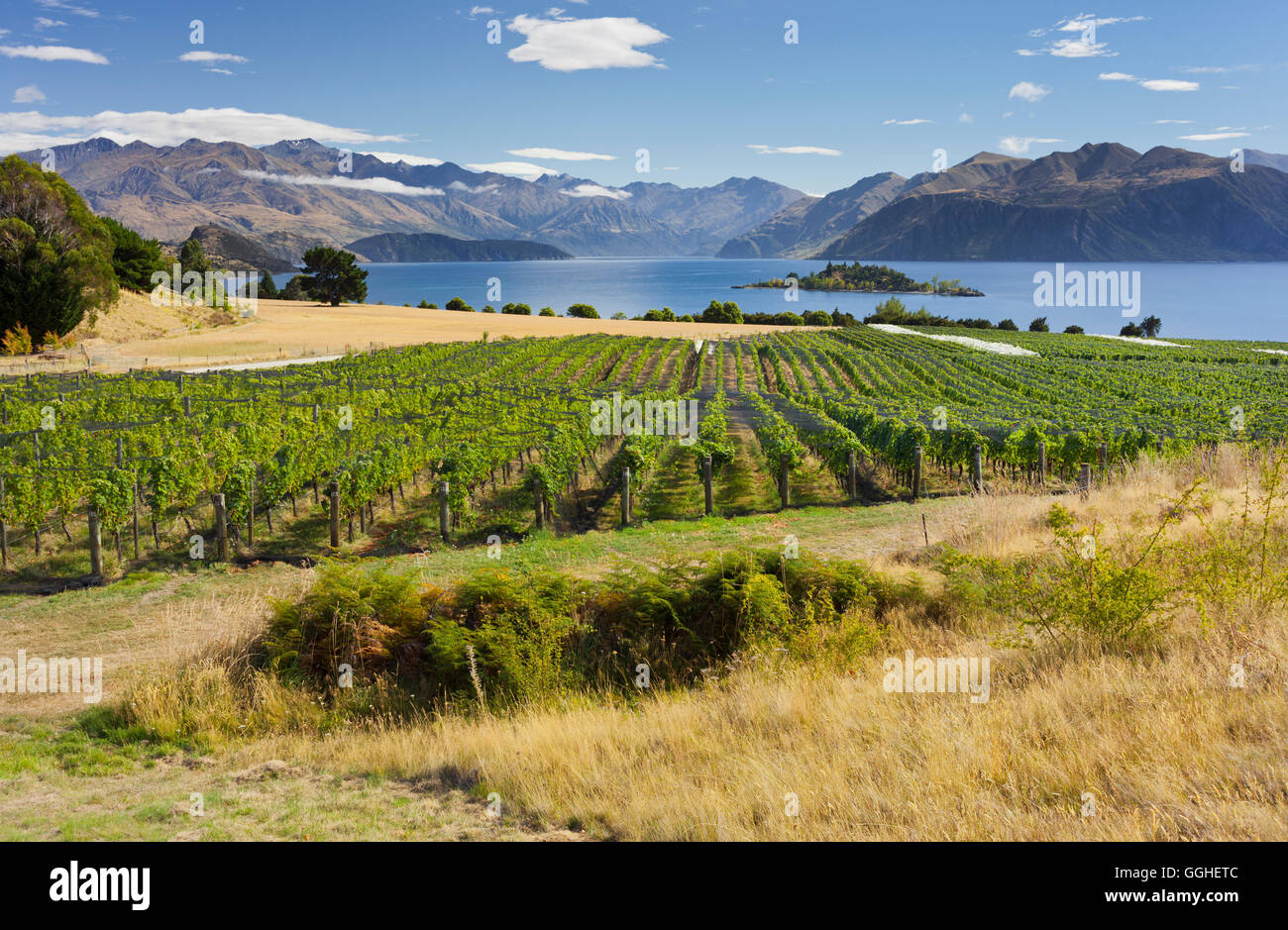 Rippon vigneti, Ruby Island, il lago Wanaka, Otago, Isola del Sud, Nuova Zelanda Foto Stock