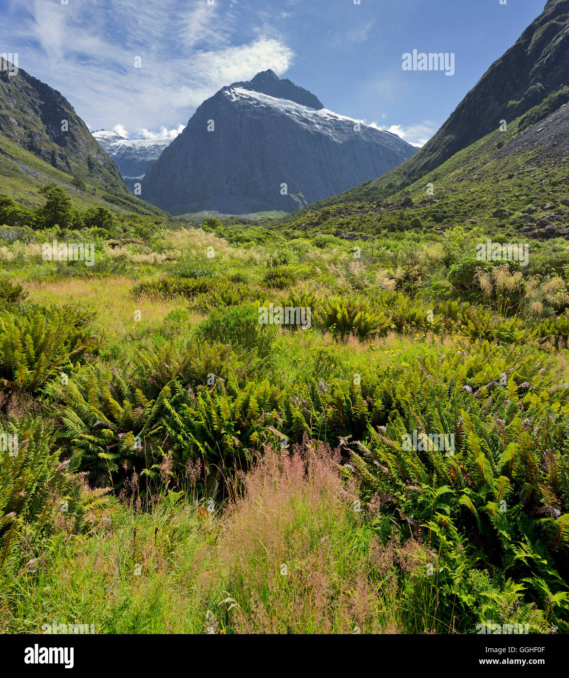 Montare Talbot con felci in primo piano, il Parco Nazionale di Fiordland, Southland, Isola del Sud, Nuova Zelanda Foto Stock