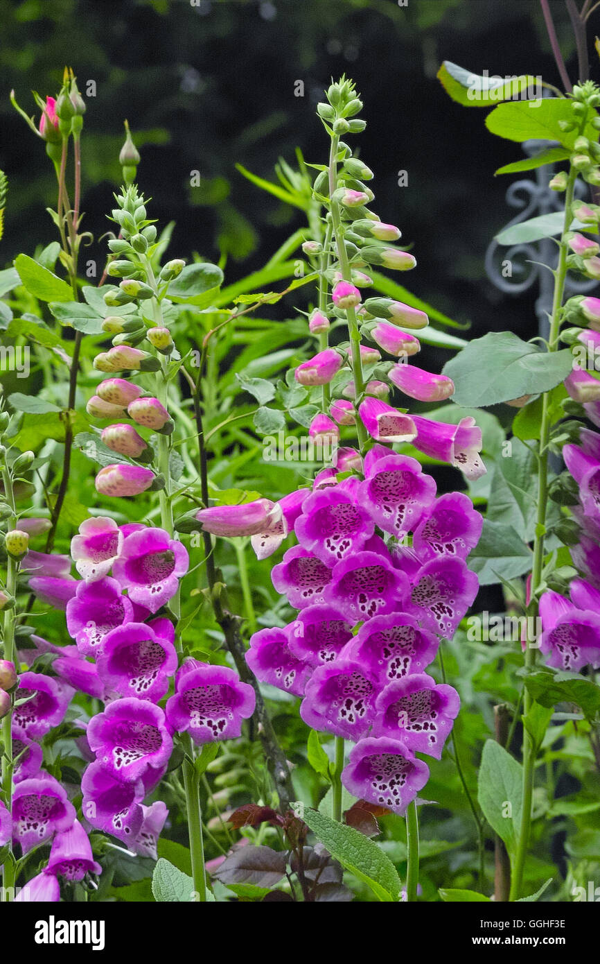 Rosa foxglove comune, viola foxglove, fairy dita, fata guanti, fata campane, Folksglove " Camelot Rose' (Digitalis purpurea) Foto Stock