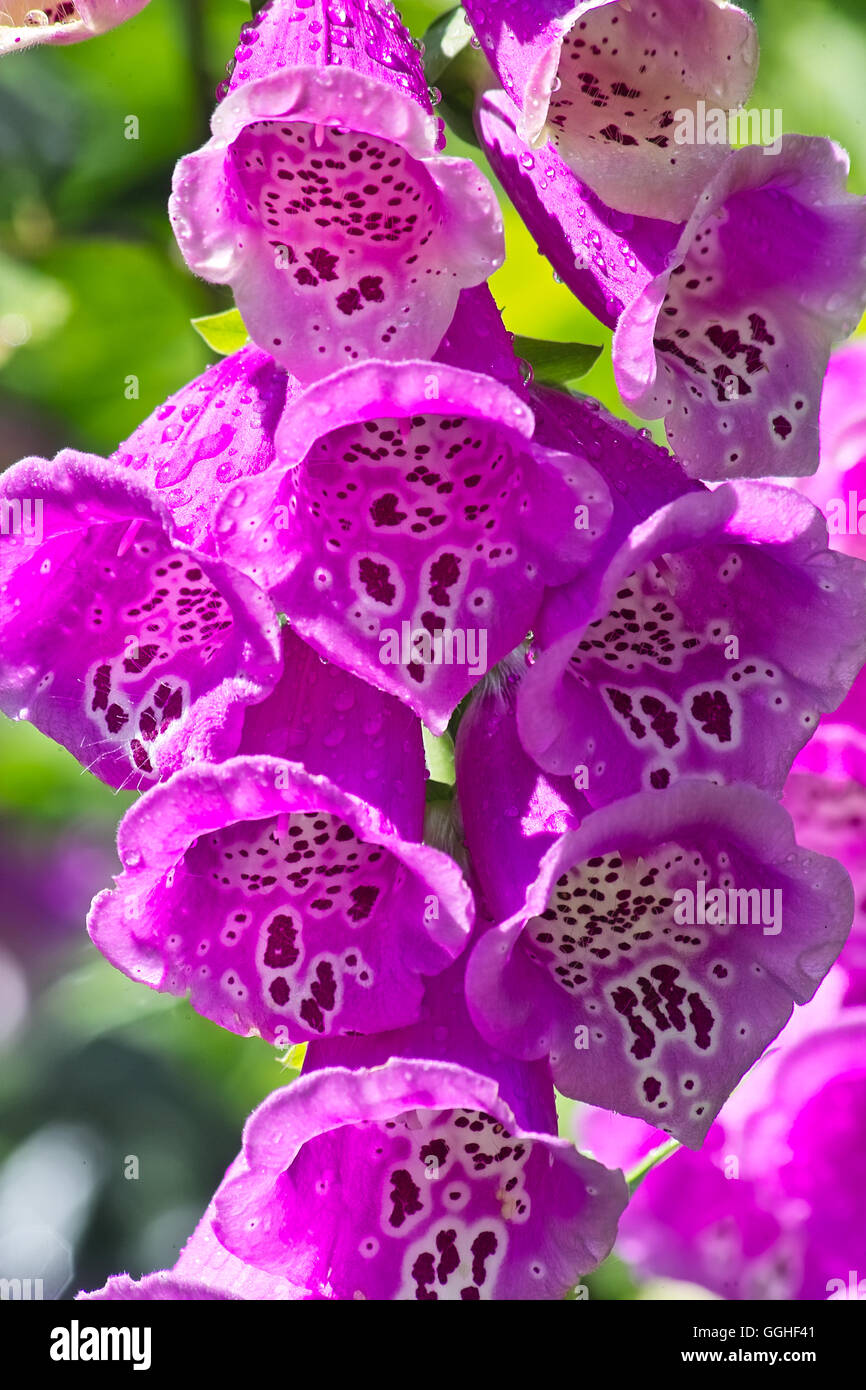 Rosa foxglove comune, viola foxglove, fairy dita, fata guanti, fata campane, Folksglove " Camelot Rose' (Digitalis purpurea) Foto Stock