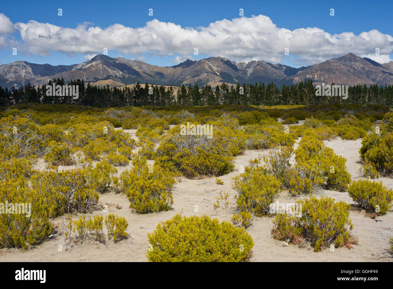 La chiave, area selvaggia riserva scientifica, Te Anau, Southland, Isola del Sud, Nuova Zelanda Foto Stock