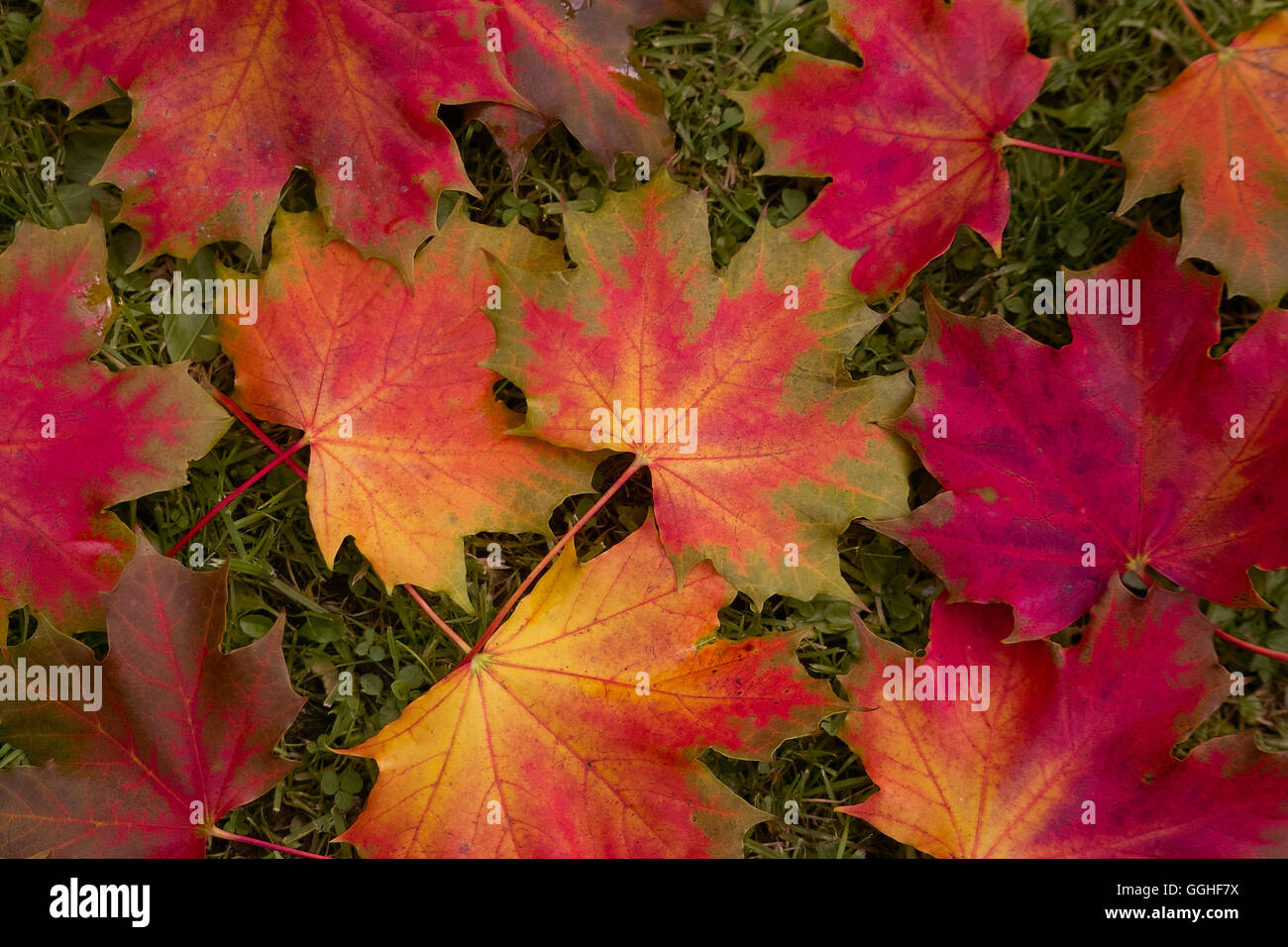 Foglie di autunno, foglie colorate, Norvegia acero, buntes herbstlaub des spitz-ahorn (Acer platanoides) Foto Stock
