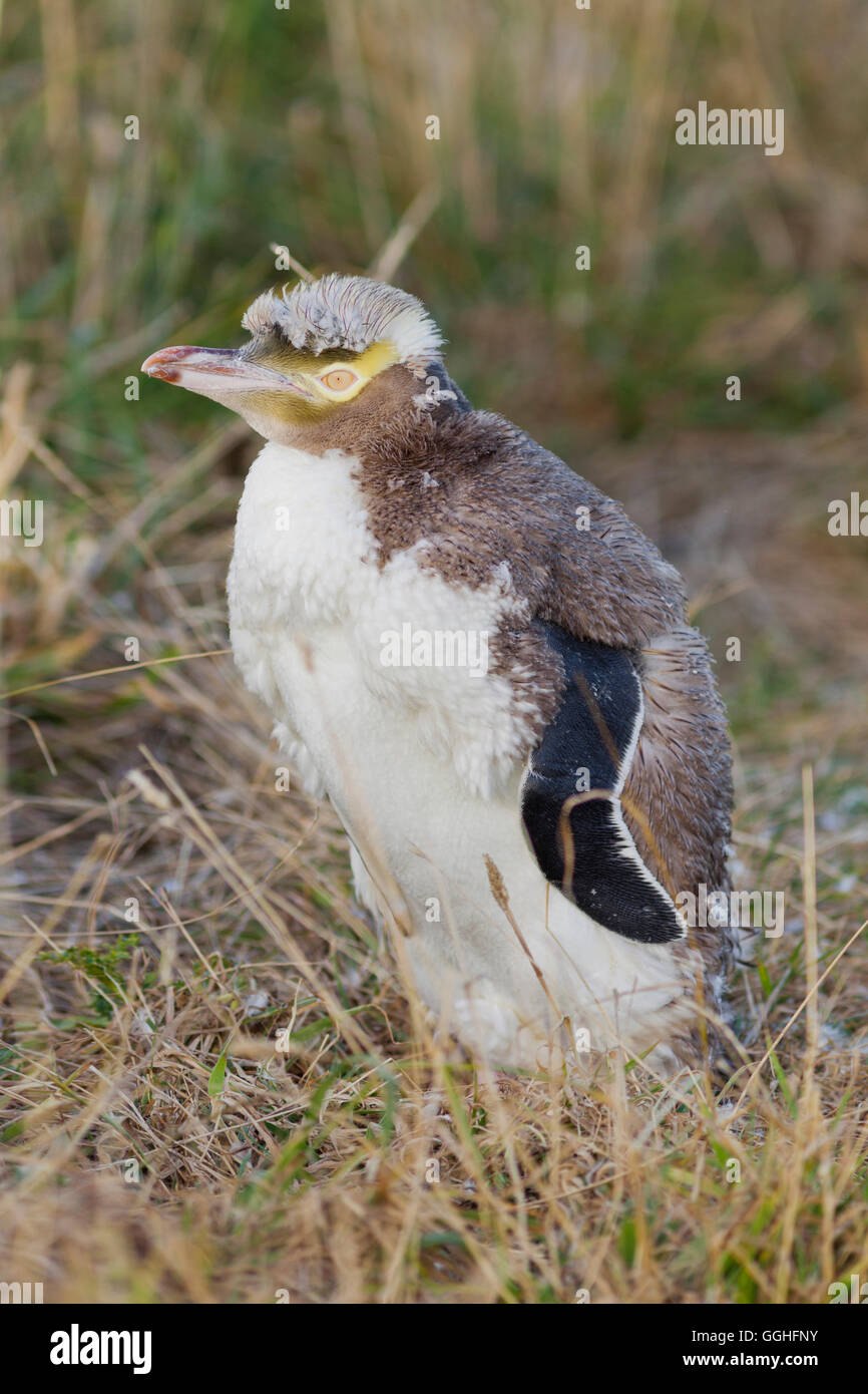 Giallo-eyed penguin (Megadyptes antipodes), Moeraki, Otago, Isola del Sud, Nuova Zelanda Foto Stock