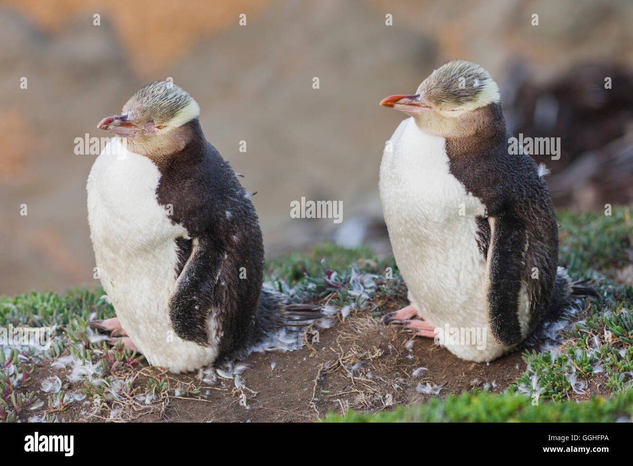 Giallo-eyed penguin (Megadyptes antipodes), Moeraki, Otago, Isola del Sud, Nuova Zelanda Foto Stock