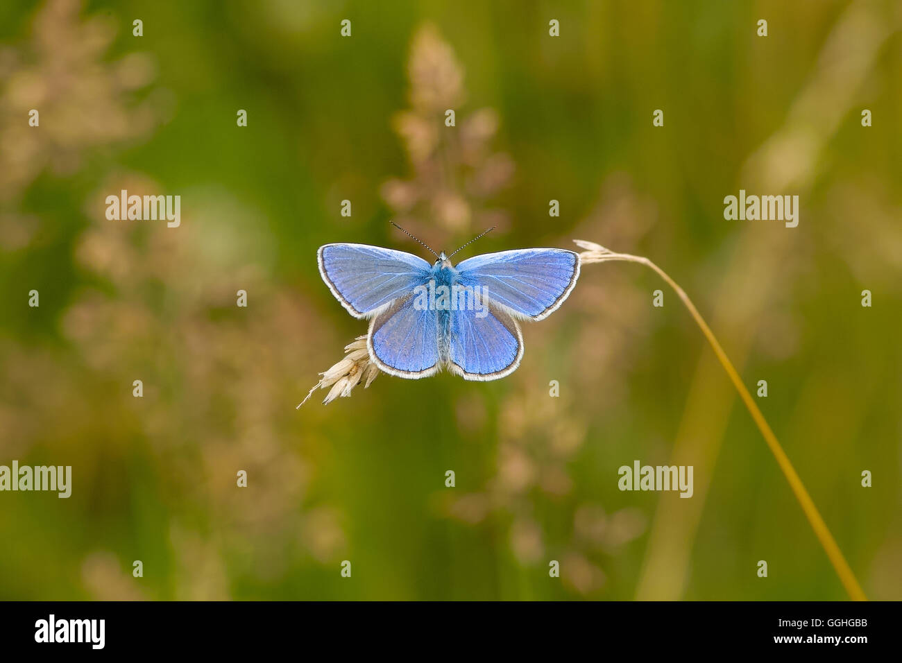 Comune di Blue Butterfly (maschio) / Hauhechel-Blaeuling (Polyommatus icarus) Foto Stock