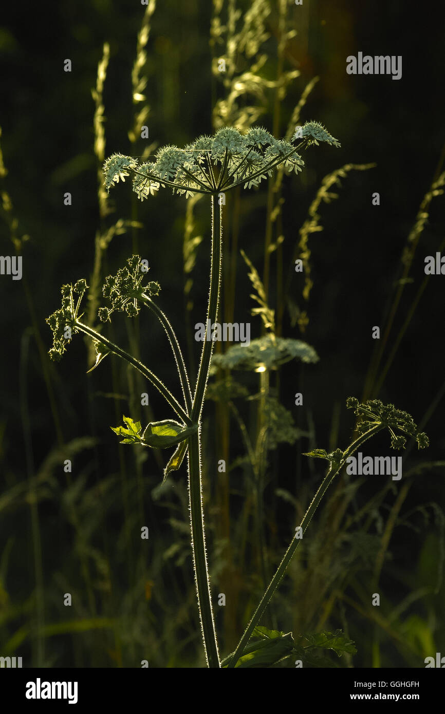 Fiori Selvatici in retroilluminato, mucca pastinaca, Eltrot / Wiesenbaerenklau (Heracleum sphondylium) Foto Stock