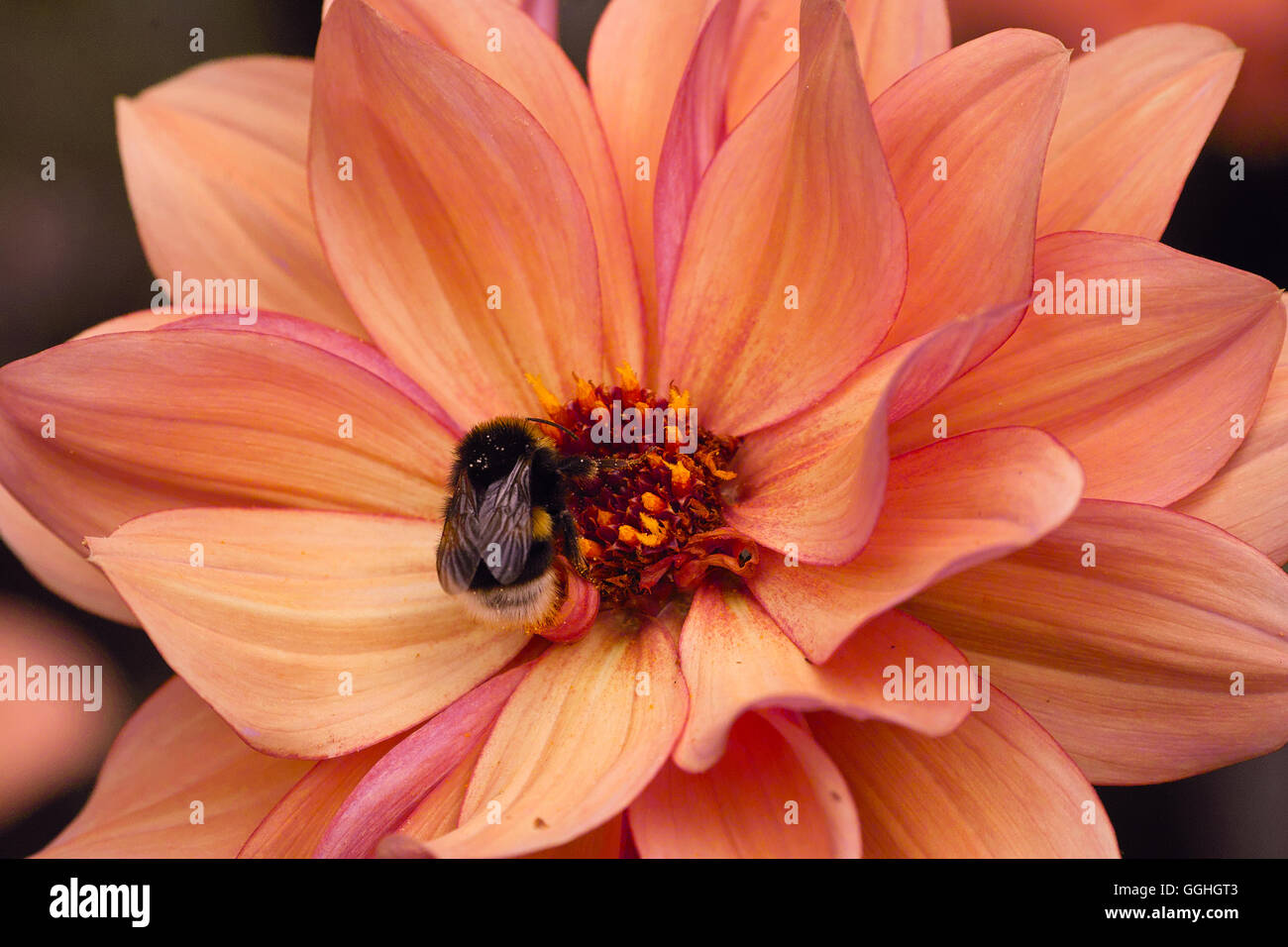 Peony Flowering Dahlia / Peonienbluetige Dahlie 'Classic Poème' (Dahlia Hybrid), albicocca, bumblebee, Hummel, rosa-rosa Foto Stock