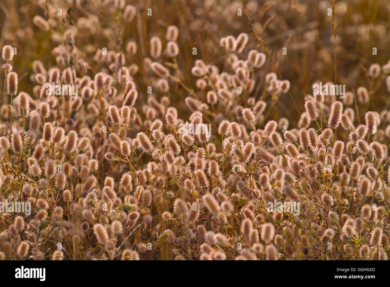 Lepre di fiori selvaggi di piede di trifoglio, rabbitfoot trifoglio, trifoglio di pietra oldfield di trifoglio rosso (Trifolium pratense) Foto Stock