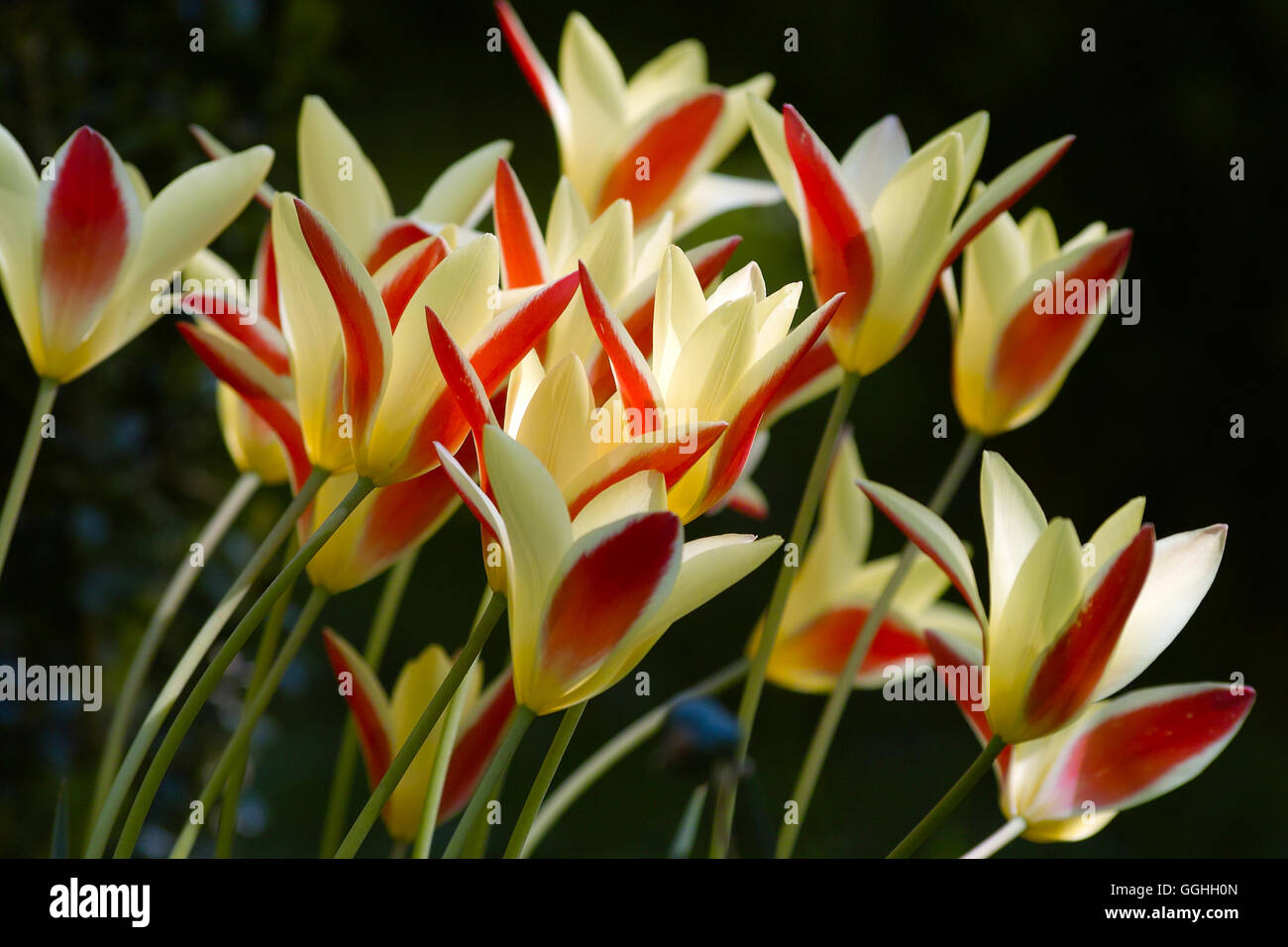 Tulip Cynthia (Tulipa clusiana), giallo-rosso tulip, Tulipano giallo con la striscia rossa Foto Stock