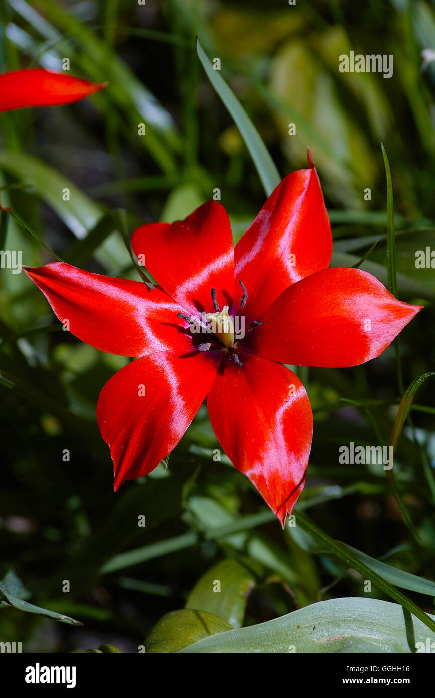 Red Tulip / Tulipano selvatico (Tulipa linifolia) Tulipano selvatico, tulipa linifolia, rosso tulip, star tulip, fiore rosso Foto Stock
