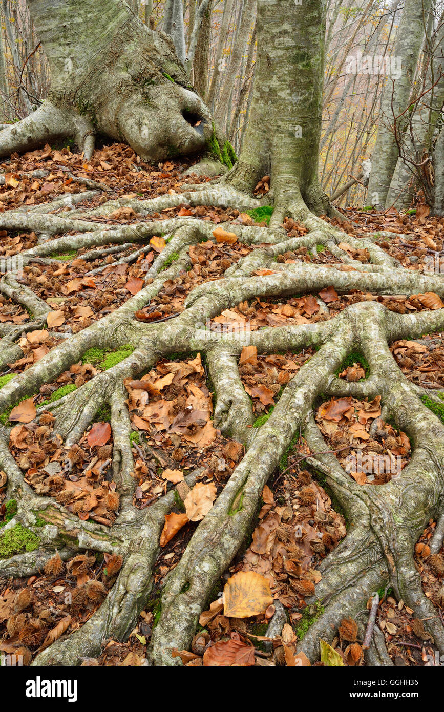 Faggi radici sul suolo della foresta, Toscana, Italia Foto Stock