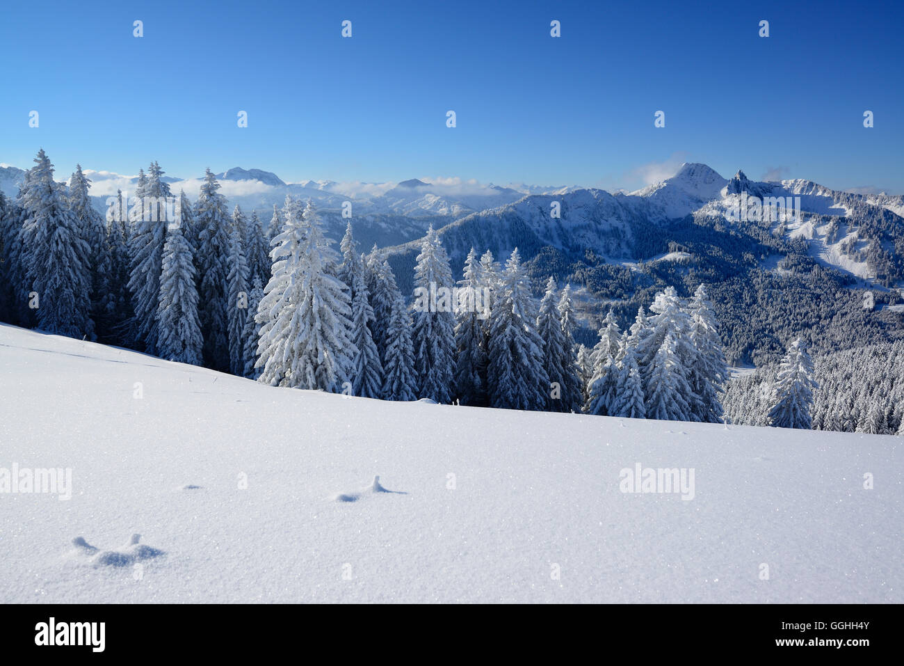 Coperte di neve Alberi di fronte a uno scenario di montagna, Montecavallo, Prealpi bavaresi, Alta Baviera, Germania Foto Stock