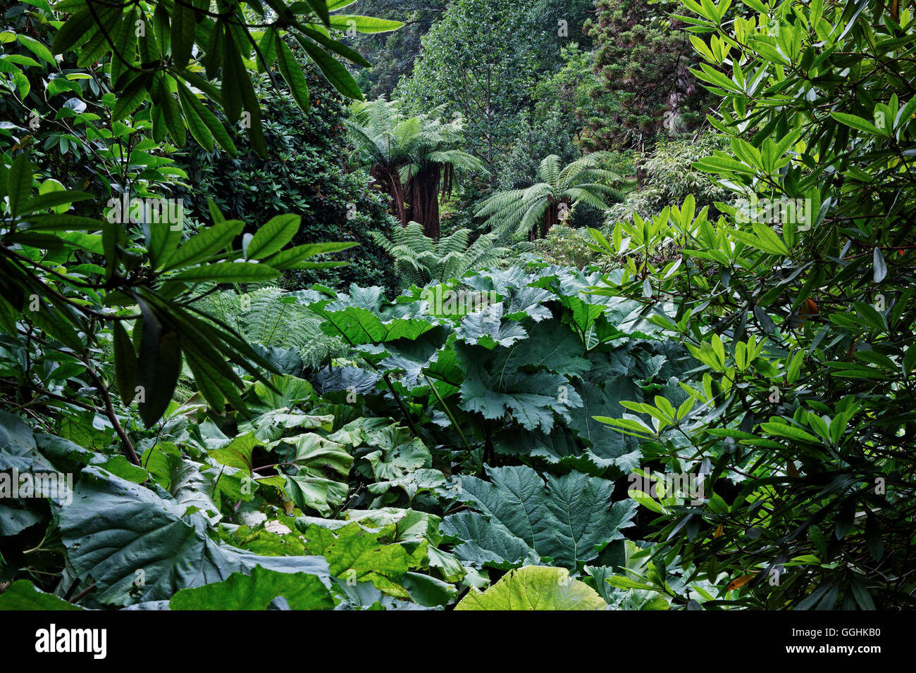 Lost Gardens of Heligan, Cornwall, Inghilterra, Gran Bretagna Foto Stock