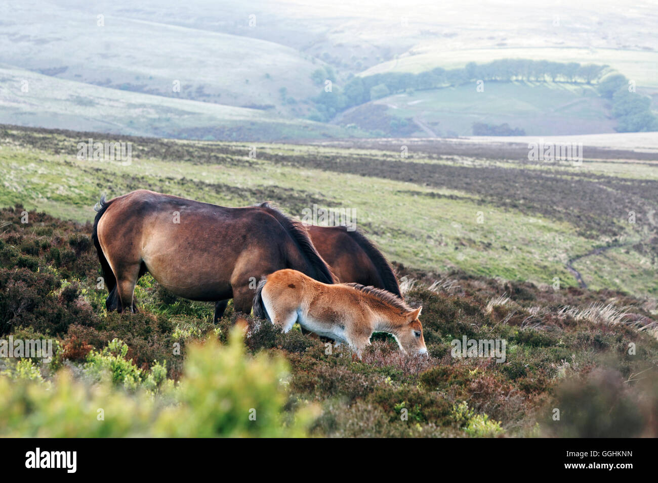 Exmoor pony e cavalli selvaggi, Exmoor, vicino Porlock, Somerset, Inghilterra, Gran Bretagna Foto Stock