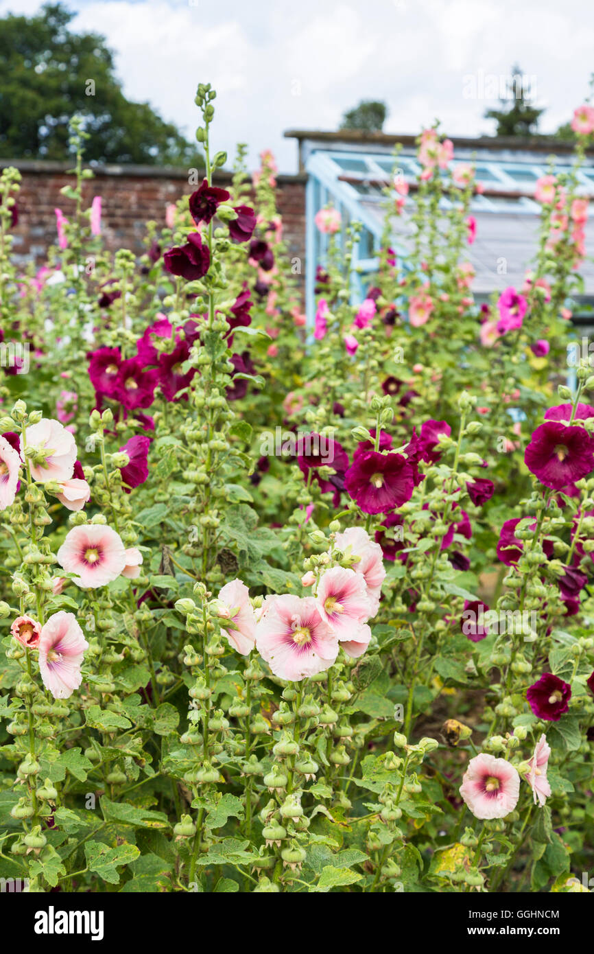 Un popolare pianta di giardino, bella rosa e rosso scuro Alcea o hollyhocks, Fioritura in estate Foto Stock