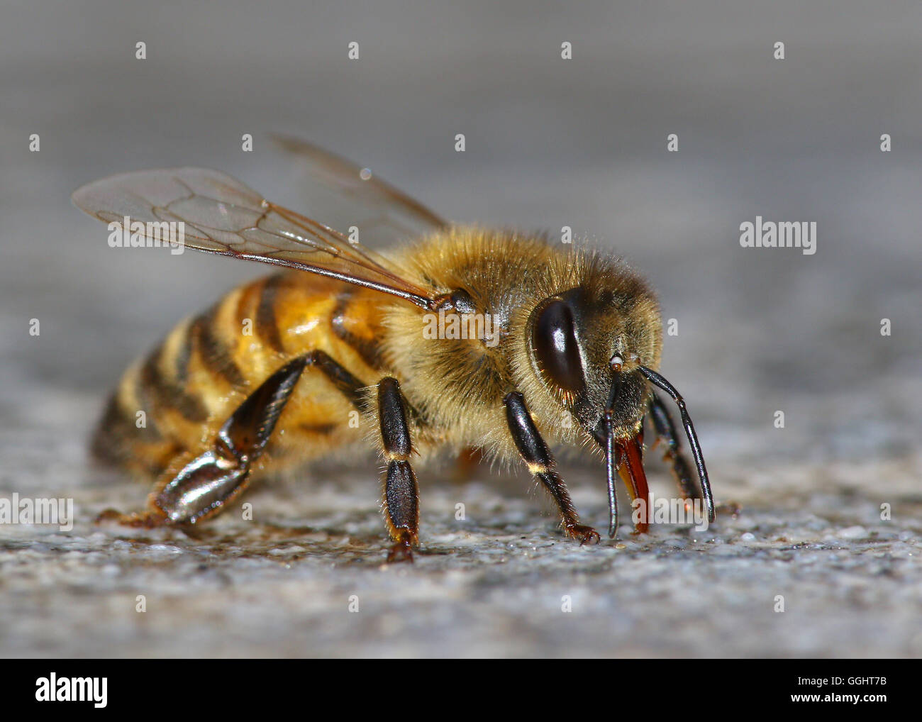 Honeybee ritratto dettagliato sulla superficie in granito Foto Stock