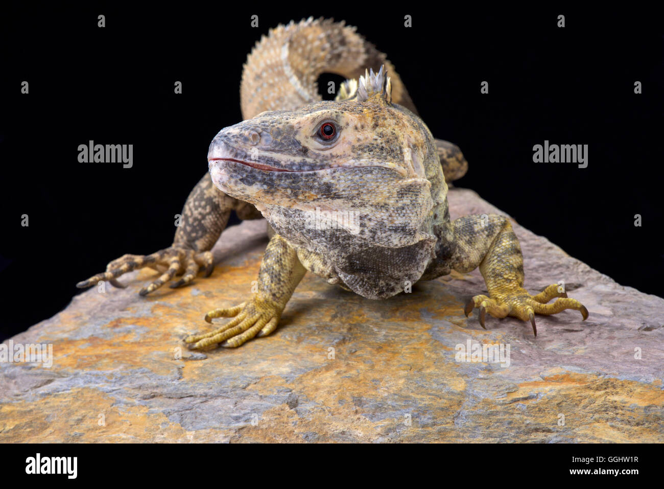 Spinosa messicano-tailed iguana (Ctenosaura pectinata) Foto Stock