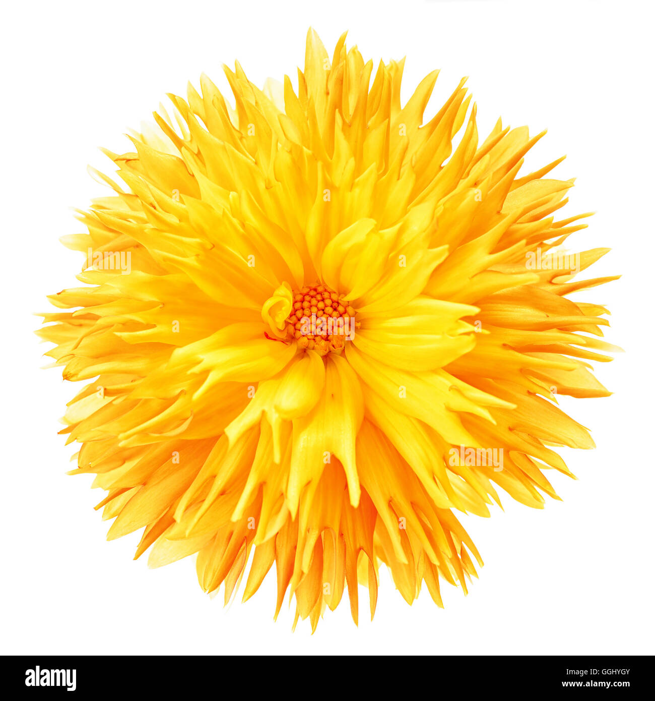 Frilly dahlia giallo su bianco. Foto Stock