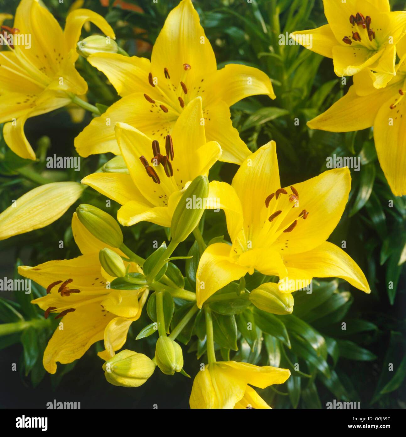 Il Lilium - 'Dreamland' - (/Asiatico fioritura precoce) BUL057631 Foto Stock