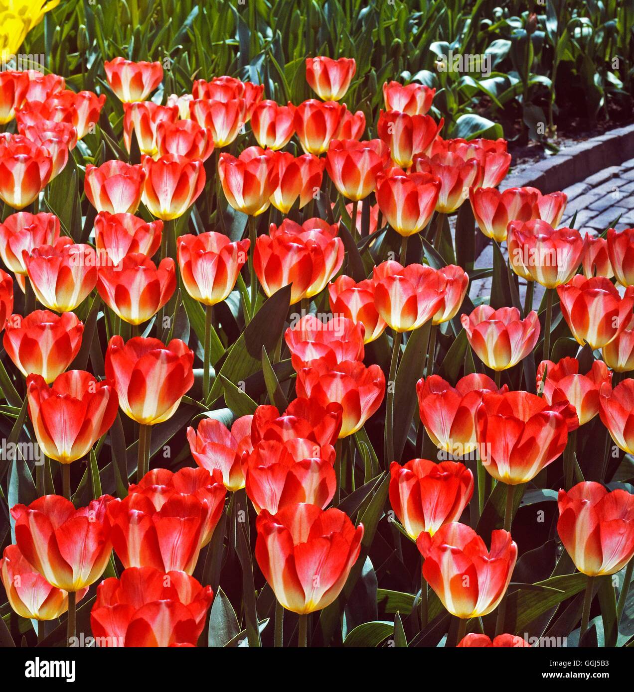 Tulipa - 'Offerta Bellezza' (Darwin) BUL062881 Foto Stock