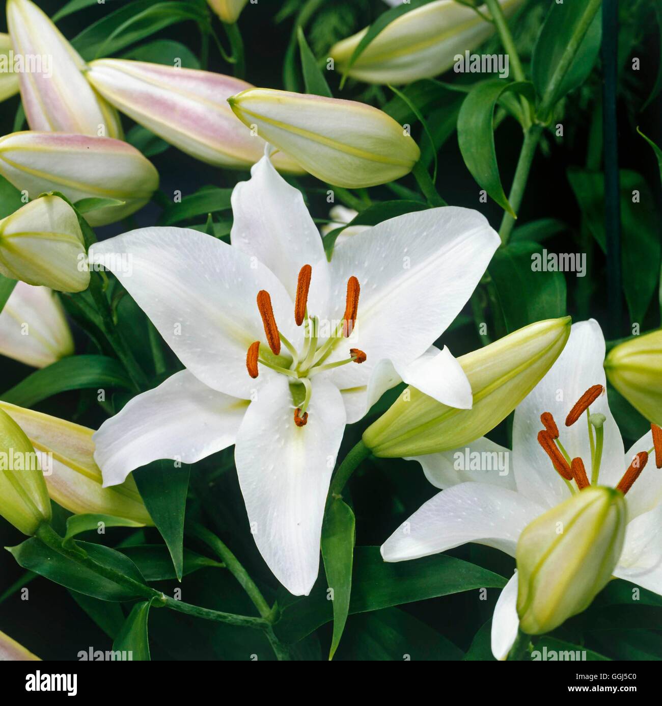 Il Lilium - 'Jan de Graaf' BUL064667 Foto Stock