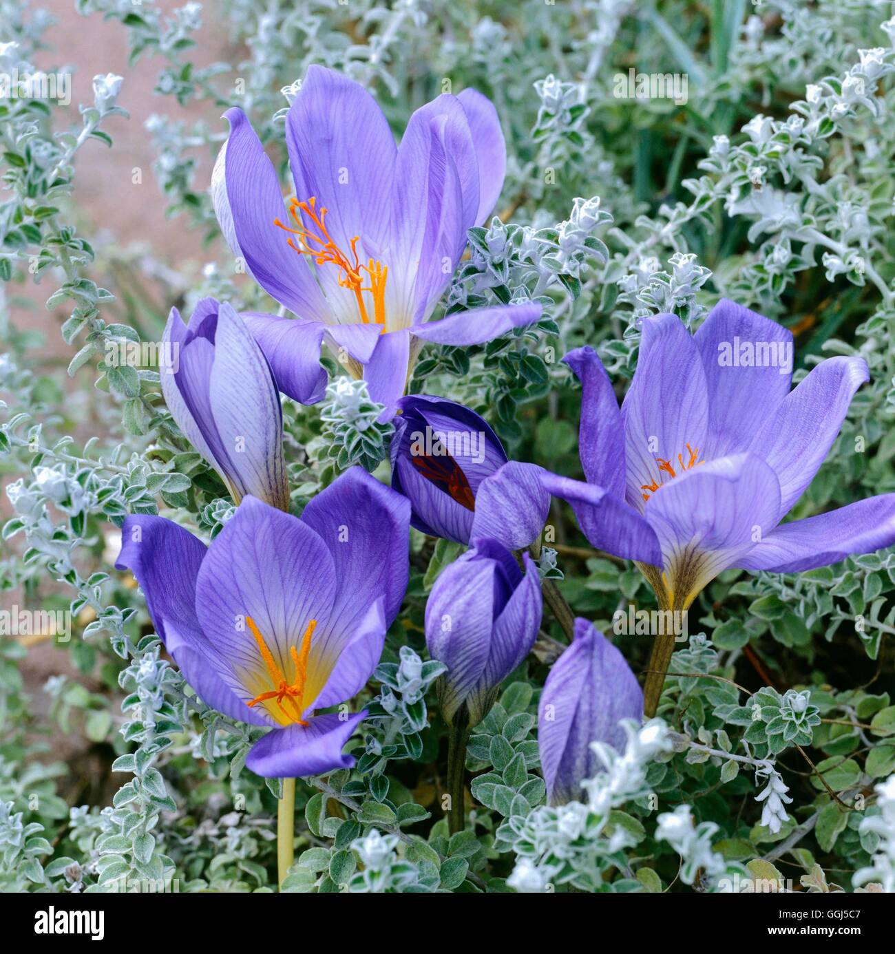 Crocus speciosus - 'conquistatore' BUL065277 Foto Stock