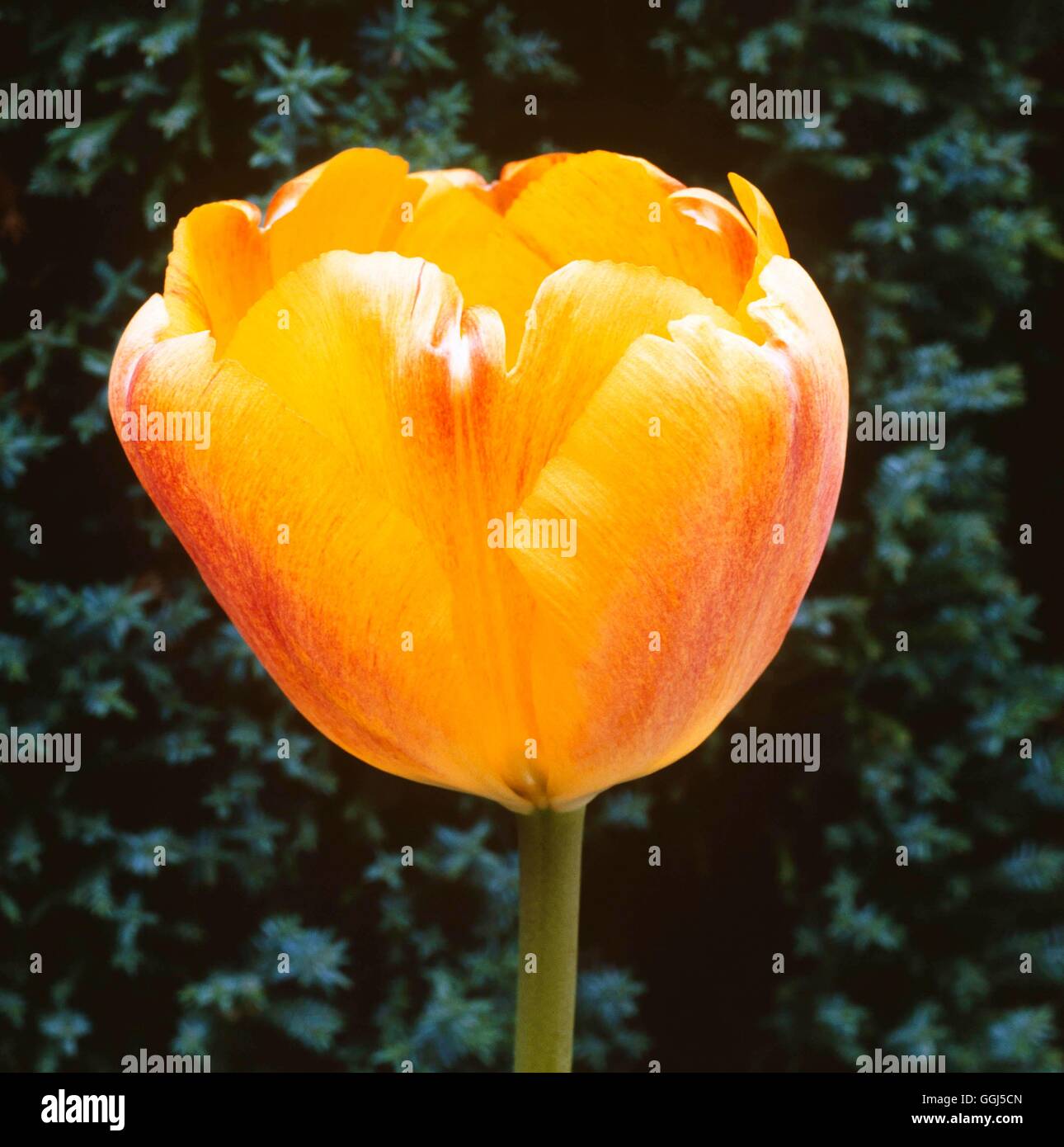 Tulipa - "La bellezza di Apeldoorn' (Darwin) BUL066540 Foto Stock