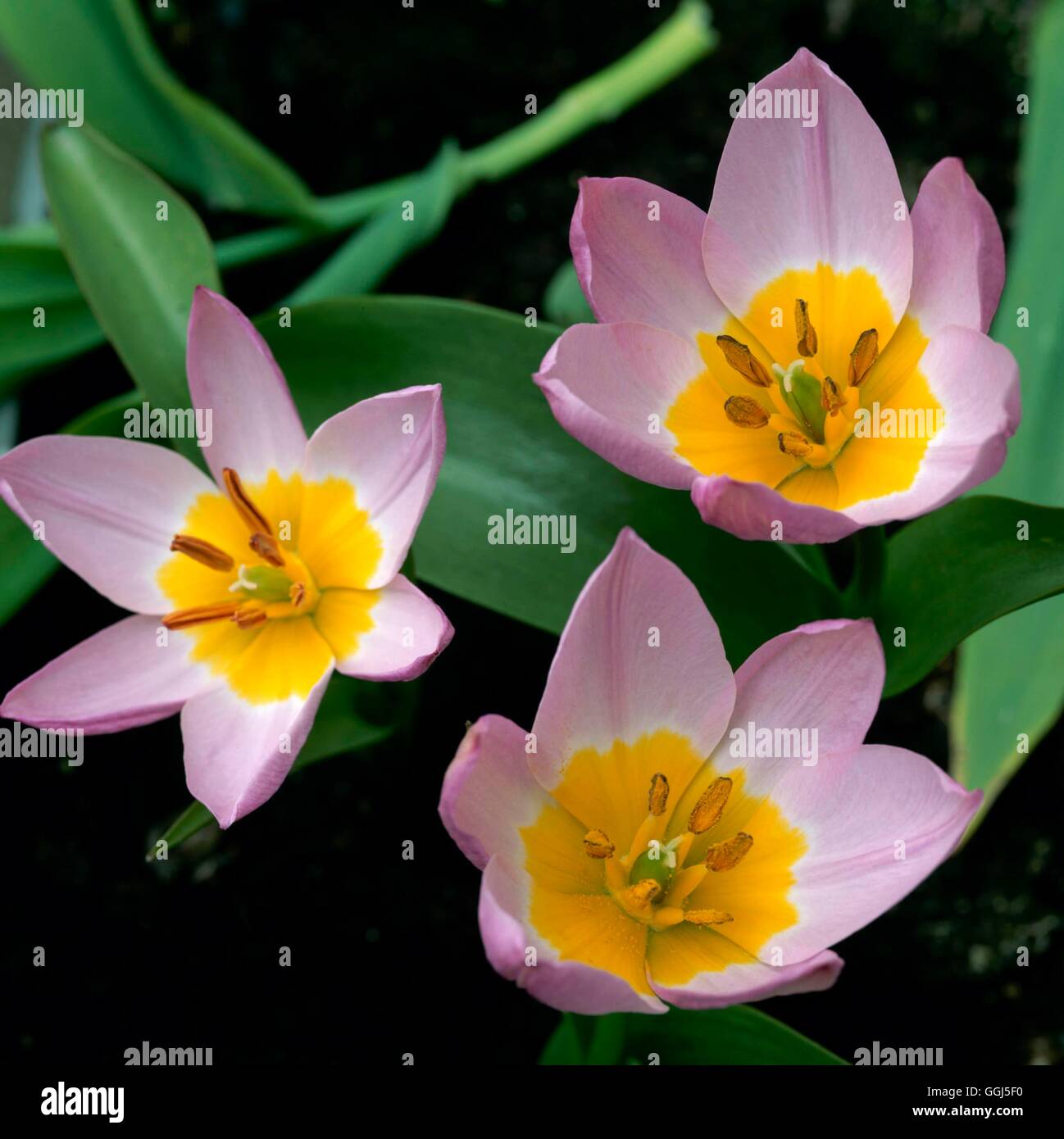 Tulipa saxatilis - 'Lilac Wonder' BUL074610 Foto Stock