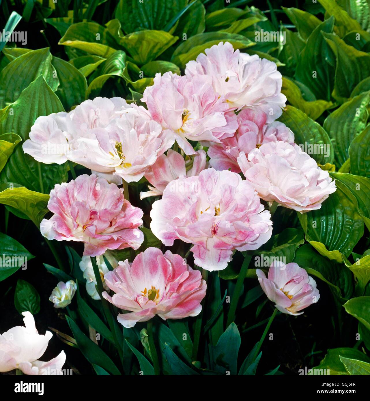 Tulipa - "Angelique" (Double fine) BUL076943 Foto Stock