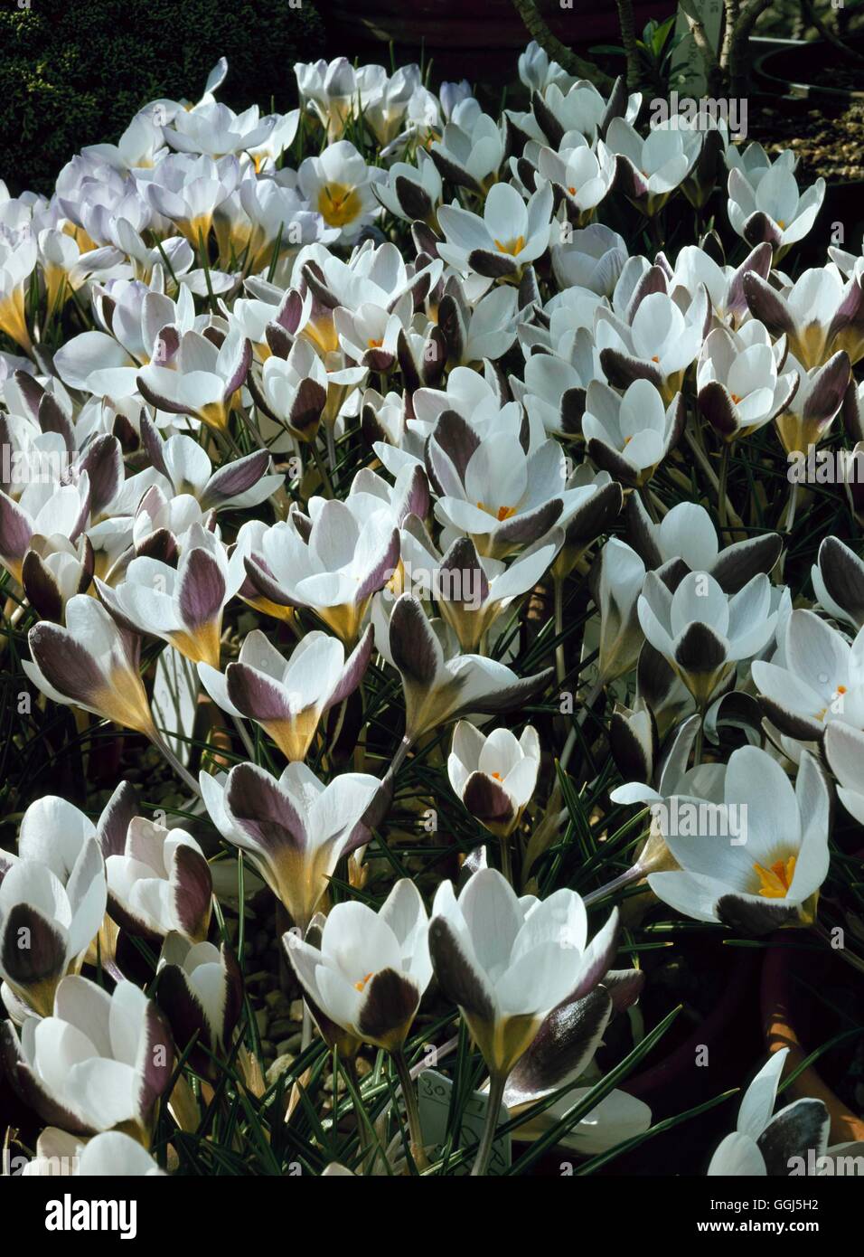 Crocus crisante - 'Eye-Catcher' BUL080334 Foto Stock