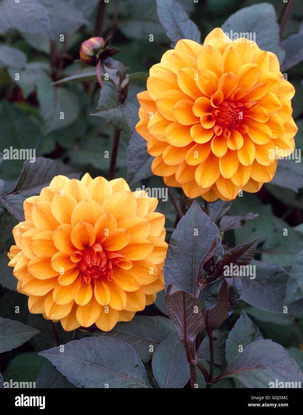 Dahlia - 'David Howard' AGM - (miniatura decorativo) BUL090393 Foto Stock