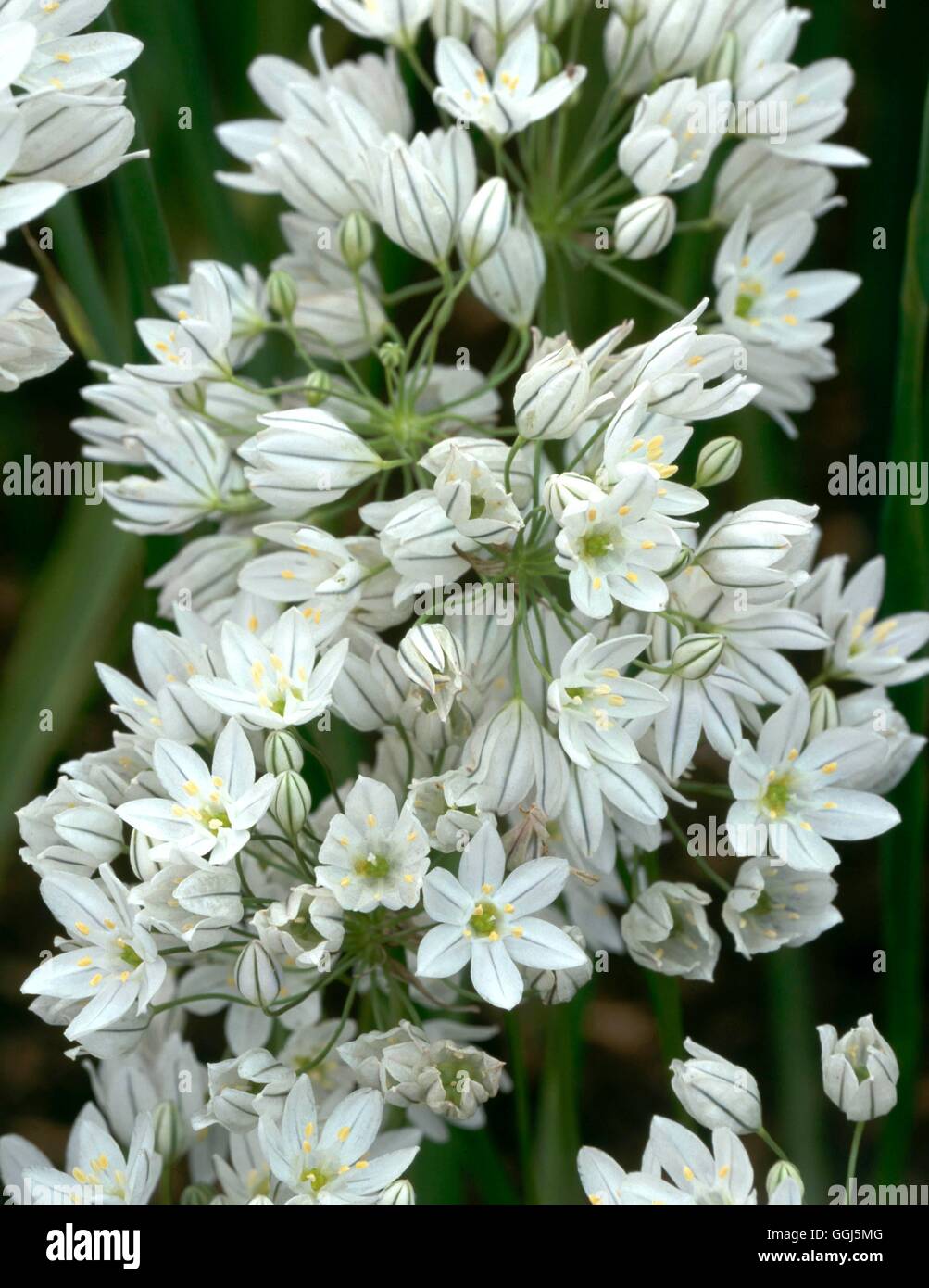 Triteleia hyacinthina BUL091092 Foto Stock