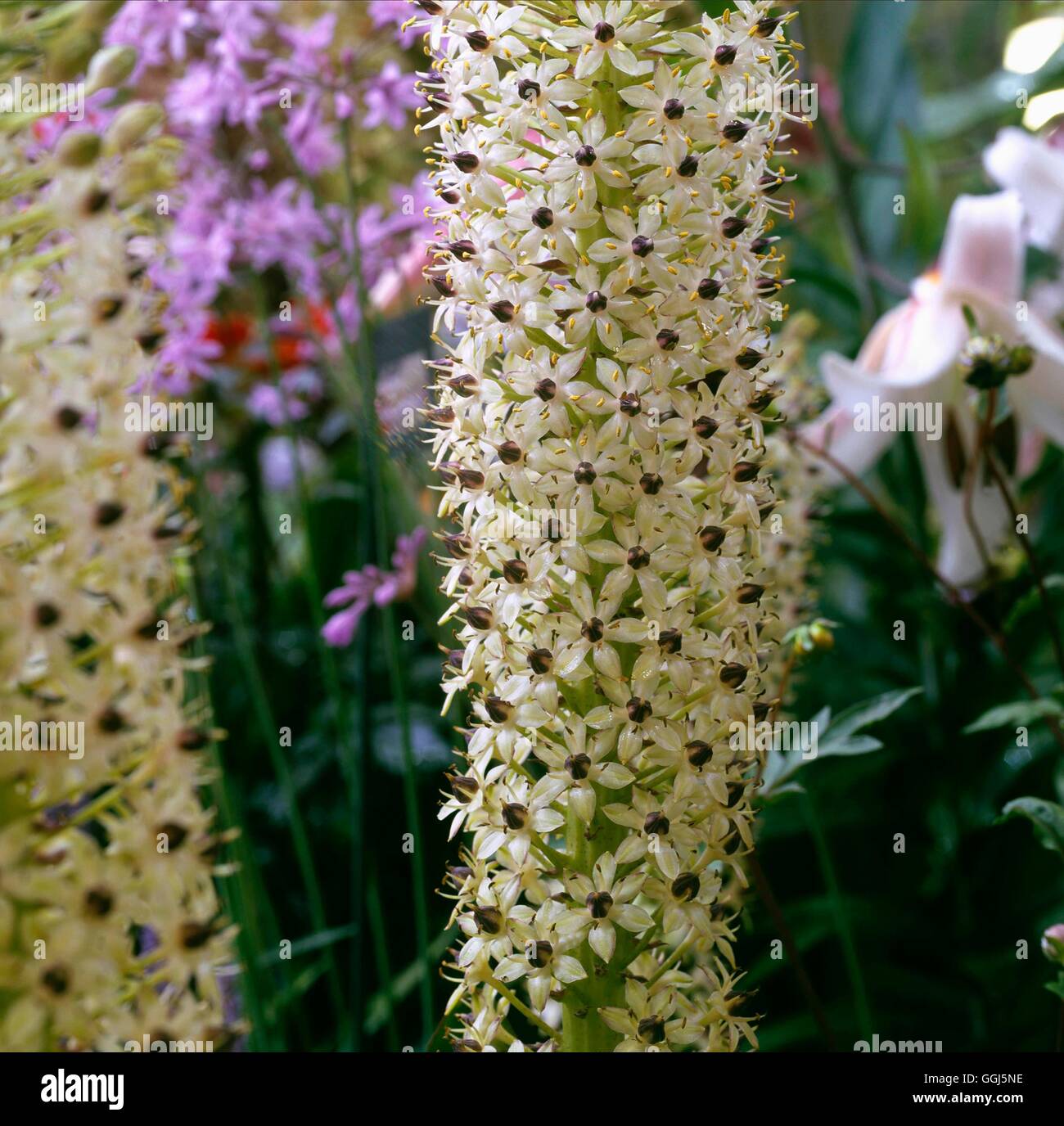 Eucomis comosa - 'Cornwood' BUL095353 Foto Stock